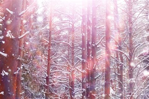 Paisagem da floresta de inverno árvores altas sob cobertura de neve