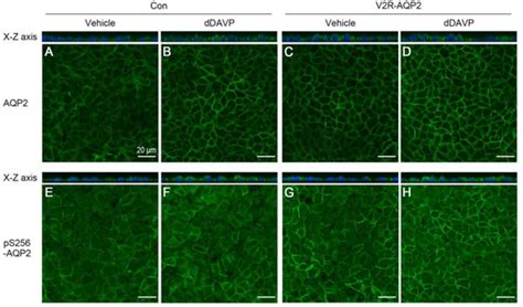 Ijms Free Full Text Genome Engineered Mpkccdc14 Cells As A New