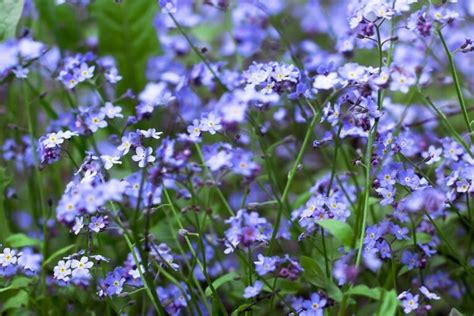 12 FLORES MORADAS Nombres Fotos Y Significados