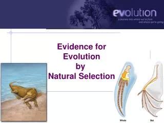 PPT Evidence Of Evolution By Natural Selection PowerPoint