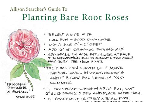 Bare Root Rose Planting Guide Anawalt Lumber Blog