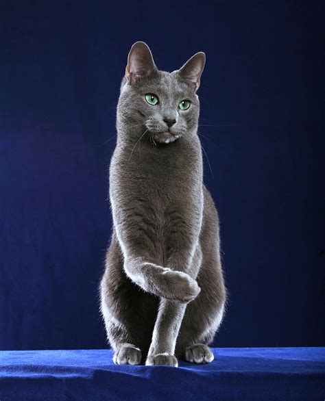 5 Datos Sobre El Gato Azul Ruso El Más Aristócrata De Los Felinos
