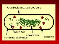 PPT LAS BACTERIAS COMO PATOGENOS DIAGNOSTICO MICROBIOLOGICO DOKUMEN