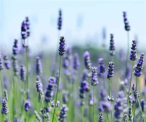 Lavender Turning Brown 4 Solutions That Actually Work Gardener Report