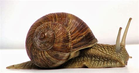 What is a Mollusk and types of mollusks? - Ency123