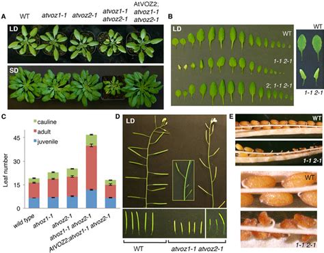 Figure From Arabidopsis Thaliana Voz Vascular Plant One Zinc Finger