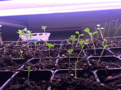 How Long To Leave Grow Lights On Seedlings Chicago Land Gardening