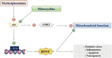 Crebbdnf And Or Aktgsk3 Signaling Pathways Via Regulation Of Download Scientific Diagram