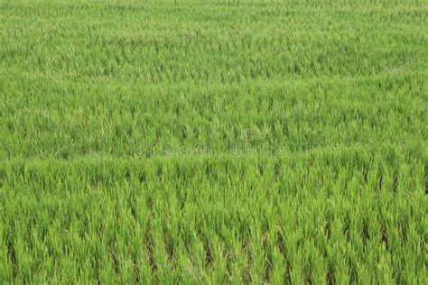 Plantaciones Verdes Del Arroz Foto De Archivo Imagen De Color Cubo