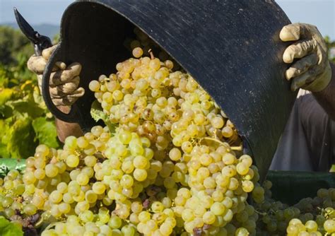 Вино Совиньон Блан (Sauvignon Blanc): описание, особенности