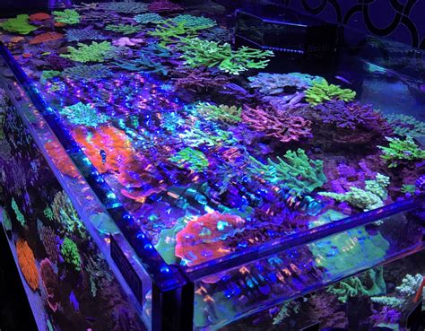 Aquarium LED Lighting Photos best Reef Aquarium LED lighting gallery |Orphek