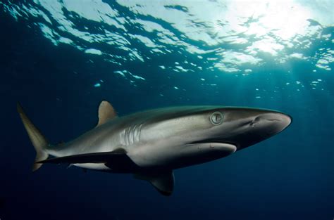 About | Shark Conservation Fund