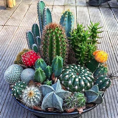 20 Pcs Rare Cactus Plants Bonsai Seeds Bd