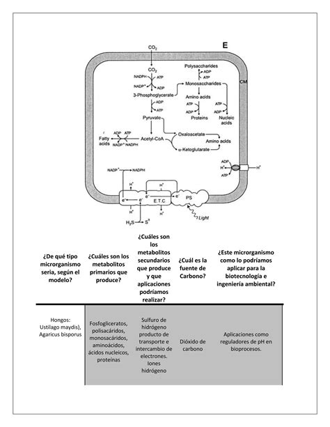 Metabolismo Microbiano PDF