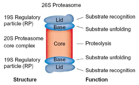 Structural And Functional Representation Of The S Proteasome The S