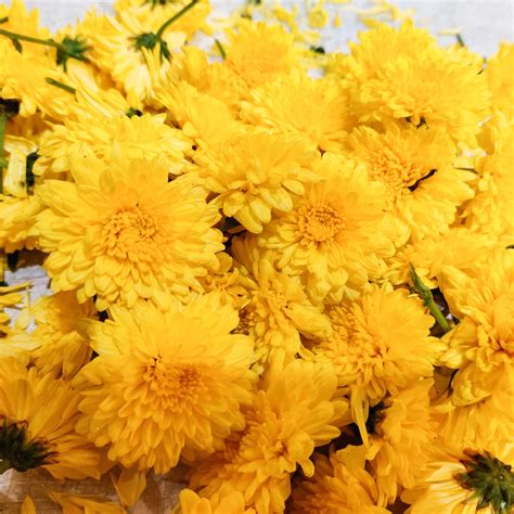 Chrysanthemum flower, Sevanthi flower – 1 KG - MyPlantMyTaste