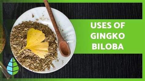 Ginkgo Biloba Properties Benefits And How To Take It Youtube