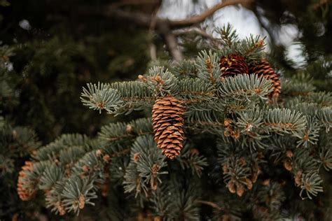 Pinecone Hanging On Tree Stock Photo At Vecteezy