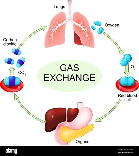 Gas Exchange Process From Oxygen Intake In Blood Flow To Carbon Dioxide