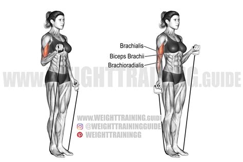 Alternating Band Biceps Curl Exercise Instructions And Video