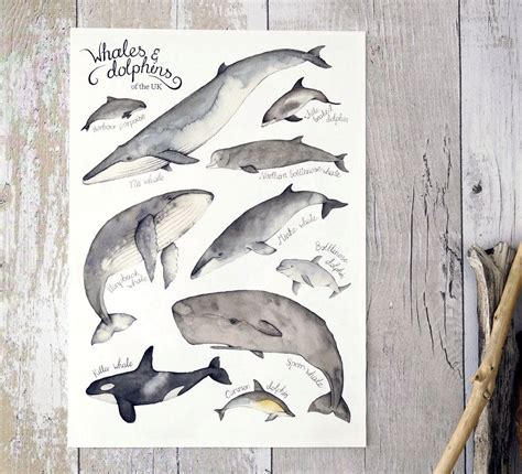 Whale And Dolphin Wall Art Watercolour Print Etsy Dolphin Wall Art