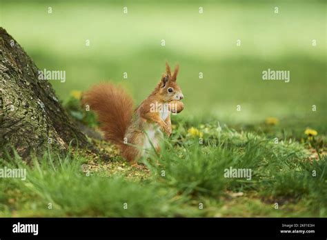 Eurasian Red Squirrel Stock Photo Alamy
