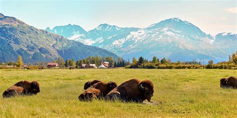 The BEST Alaska Wildlife Conservation Center Tours 2023 - FREE ...