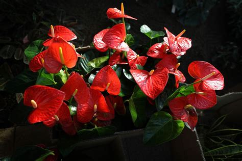 Top Houseplants With Red Flowers