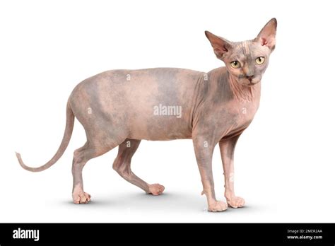 Purebred Adult Sphynx Cat With Yellow Eyes Standing Looking At Camera