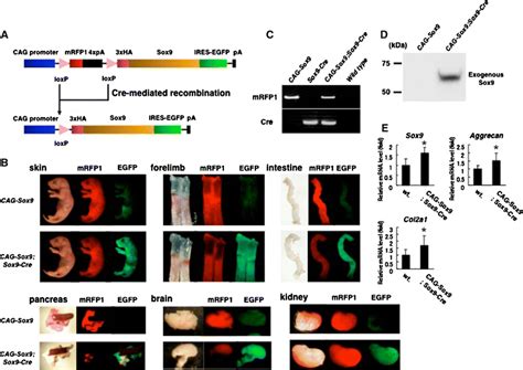 Generation Of Transgenic Mice For Conditional Overexpression Of Sox9