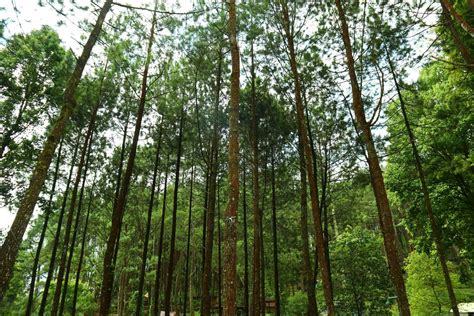 Pine Forests Background 31589131 Stock Photo At Vecteezy