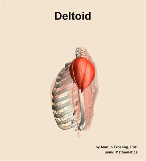 The Deltoid Muscle Of The Shoulder