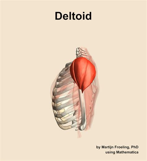 The deltoid muscle of the shoulder