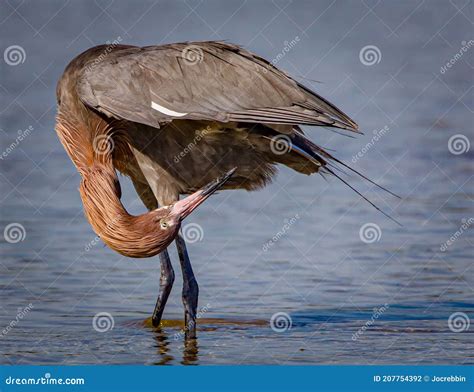 Reddish Egret With Bright Red Head During Breeding Season Preens Stock