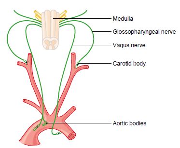 16) Locations of peripheral chemoreceptors [22]. | Download Scientific ...