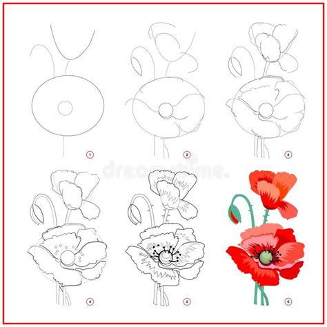 how to draw a poppy step by step