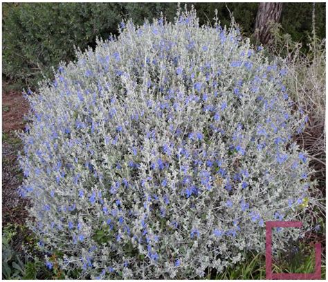 Teucrium Fruticans Azureum Cesp Vivai Marche