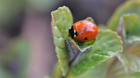 Are Ladybugs A Pest Information And Facts Pest Samurai