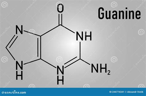 Guanine G Purine Nucleobase Molecule Base Present In Dna And Rna Skeletal Formula Stock Vector