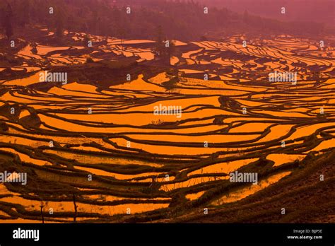 Yuan Yang Rice Terraces Peoples Republic Of China Yunnan Province Near Vietnamese Border