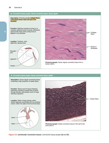 Connective Tissues Flashcards Quizlet