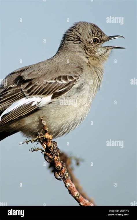 Northern Mockingbird Close Up Singing Stock Photo Alamy