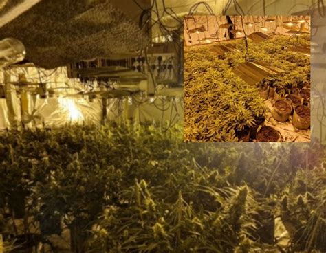 Cannabis Farm Worth £150000 Found In The Ribble Valley Rukweedscene