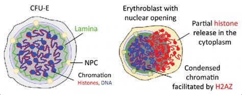 Full Article Chromatin Condensation During Terminal Erythropoiesis