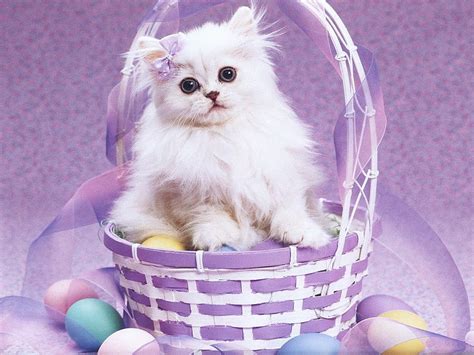 Easter Cat Purple Holiday Basket Eggs Easter White Cat Kitten