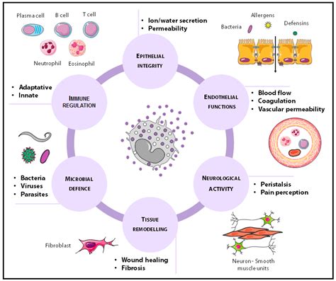 Mast Cell Morphology