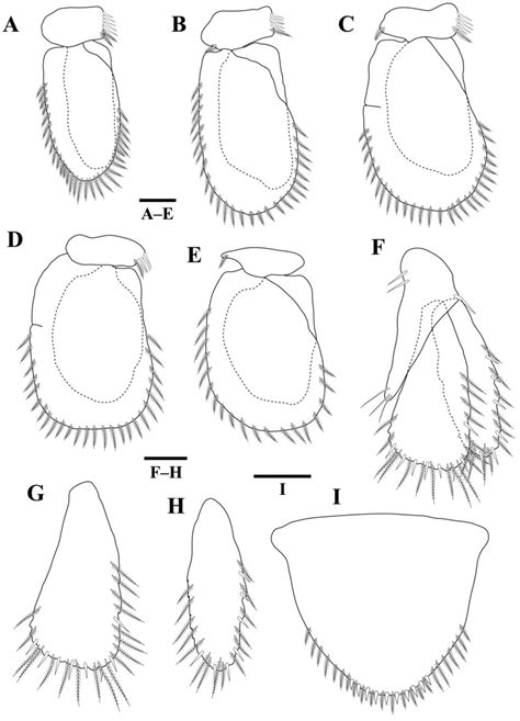 Tachaea Koreaensis Sp N Female Holotype A Pleopod 1 B Pleopod 2 C Download Scientific