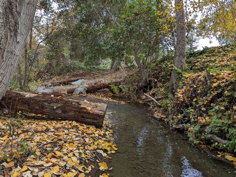 Project helps restore steelhead habitat along Stevens Creek