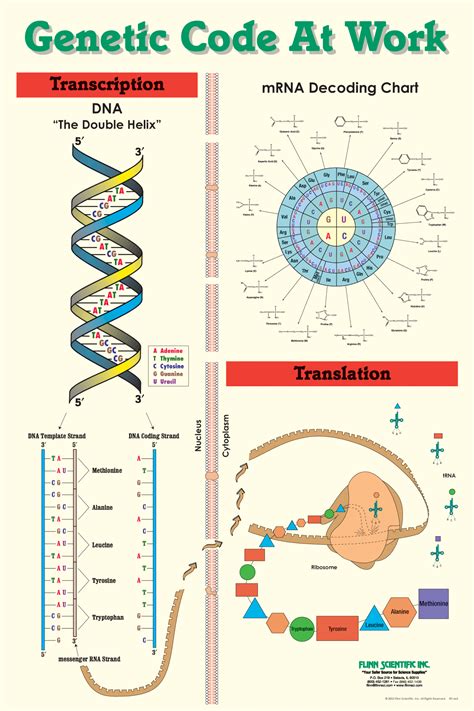 Genetic Code at Work Poster | Flinn Scientific