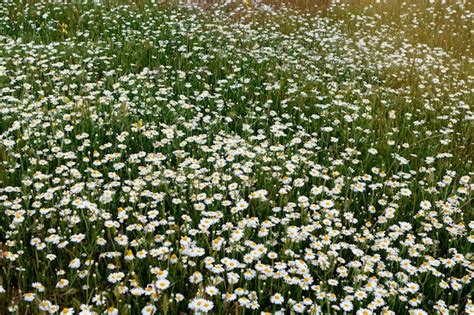 Premium Photo | Wild camomile flowers growing on the meadow